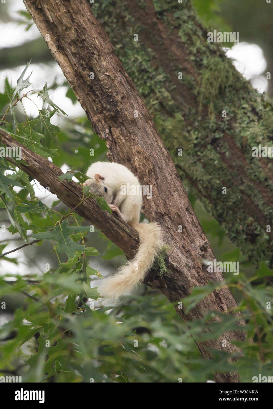 A white squirrel grabs a nap in a large tree in Brevard, North Carolina.  The color is caused by a genetic mutation. Stock Photo