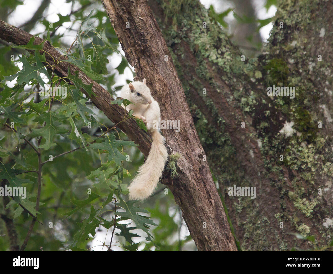A white squirrel pauses in a large tree in Brevard, North Carolina.  The color is caused by a genetic mutation. Stock Photo