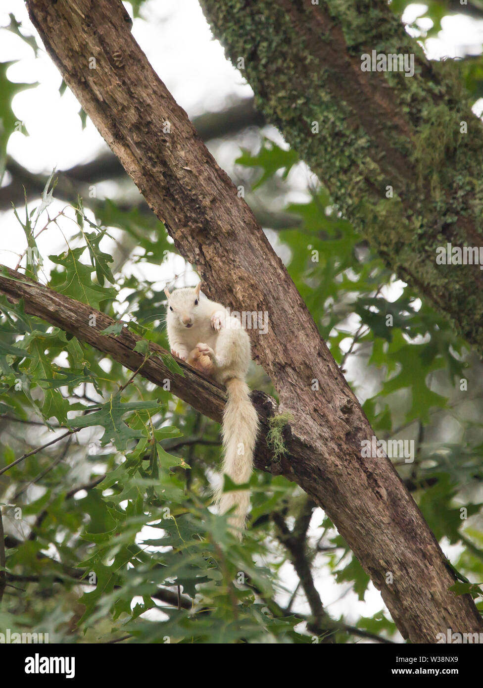 A well-fed wild white squirrel pauses in a large tree in Brevard, North Carolina.  The color is caused by a genetic mutation. Stock Photo