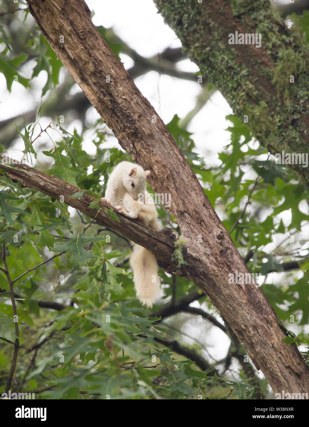 A wild white squirrel grooms itself in a large tree in Brevard, North Carolina.  The color is caused by a genetic mutation. Stock Photo