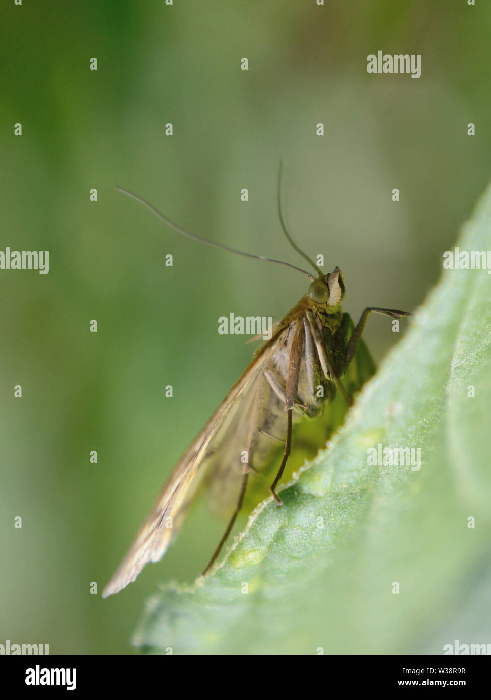 Close up of garden moth, Noctuidae Stock Photo