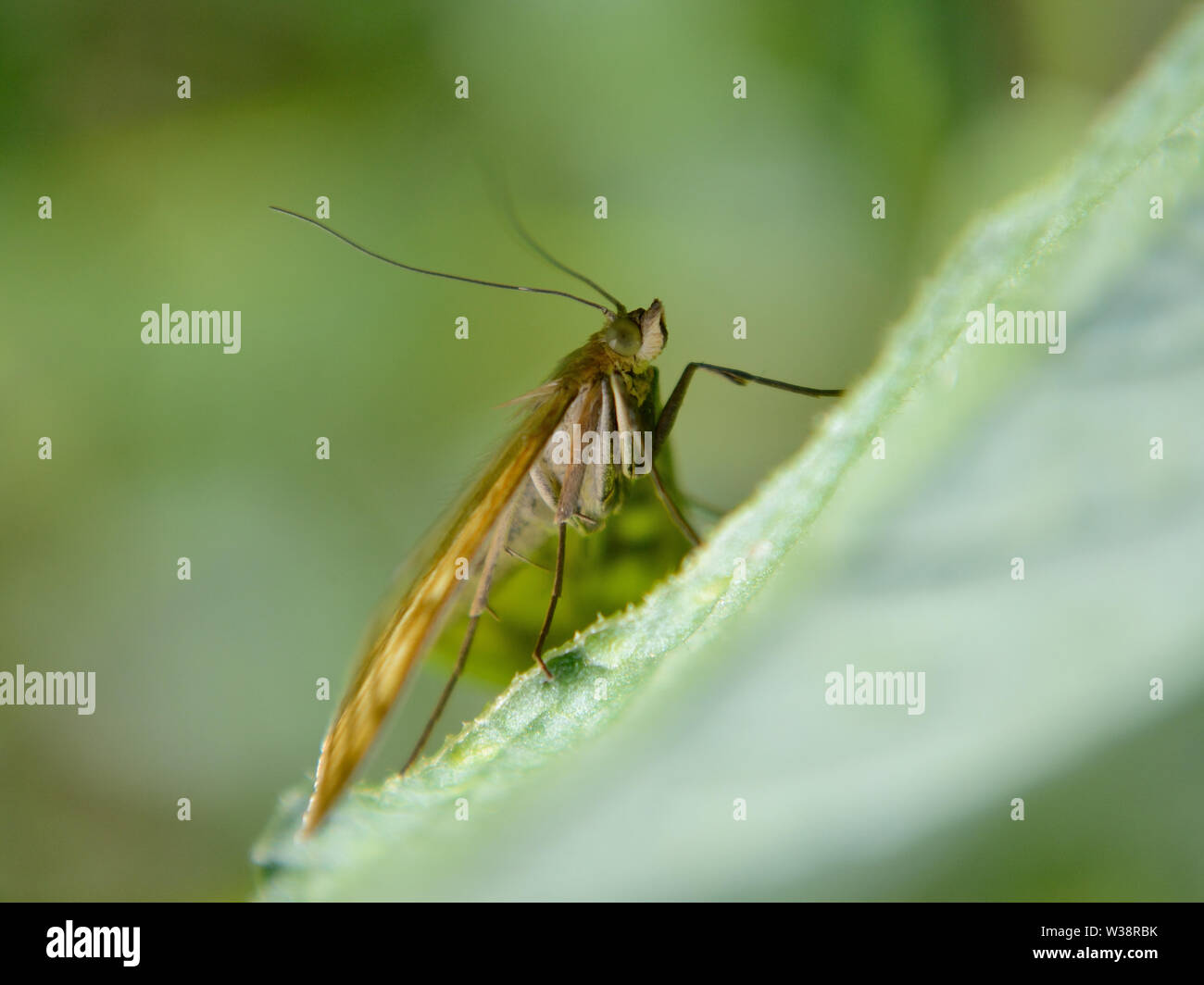 Close up of garden moth, Noctuidae Stock Photo