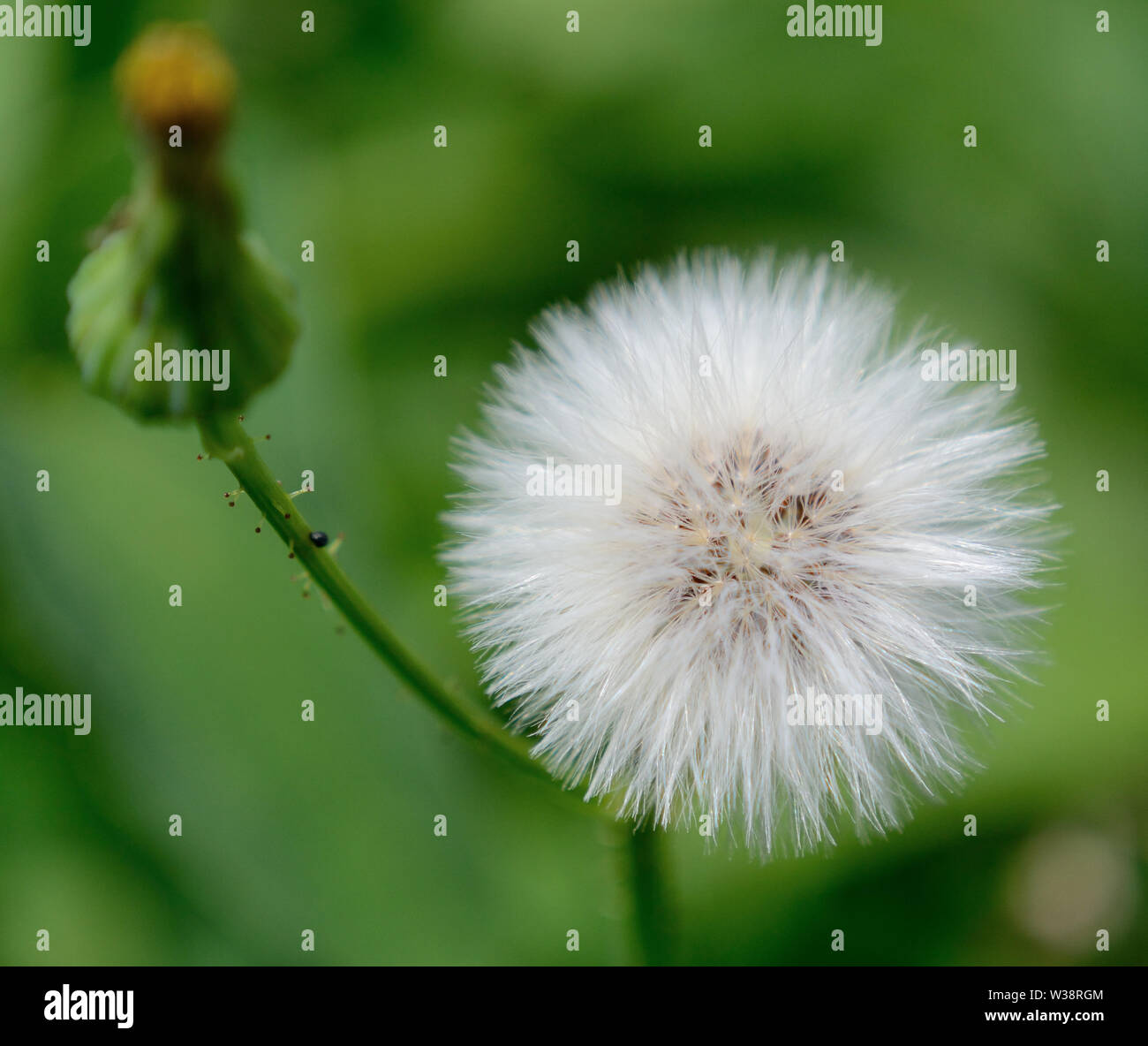 Close up of sonchus flower seeds Stock Photo