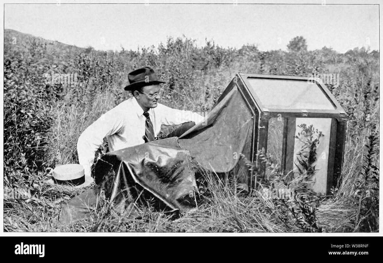 Wild Flowers of New York (1918) photographic apparatus WFNY-000 Stock Photo