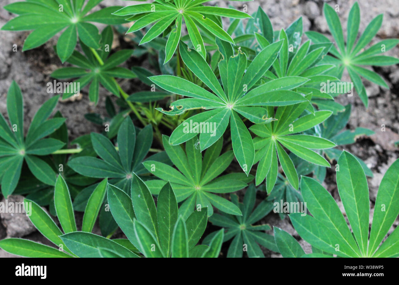 Close up of Small flowered Lupine plant (Lupinus micranthus) Stock Photo