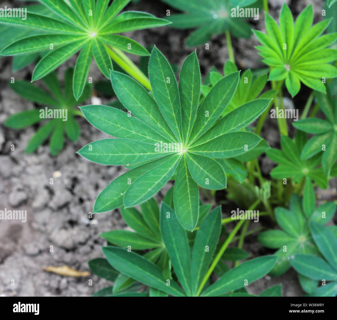 Close up of Small flowered Lupine plant (Lupinus micranthus) Stock Photo