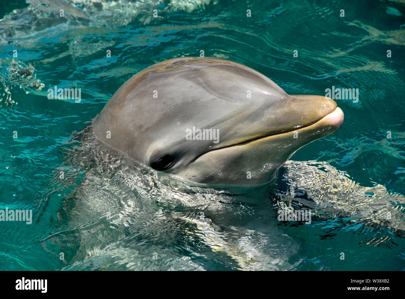 Swimming with the dolphins at Blue Lagoon Island near Nassau, Bahamas