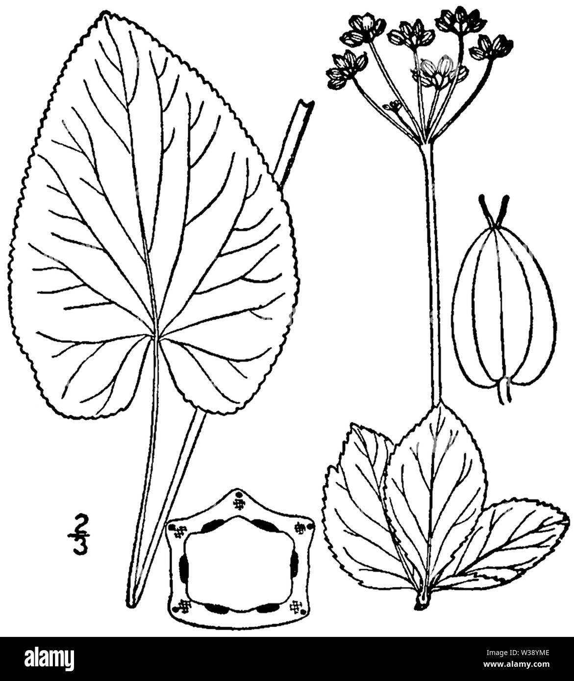 Aptera Line Drawing Zizia aptera drawing Stock Photo - Alamy