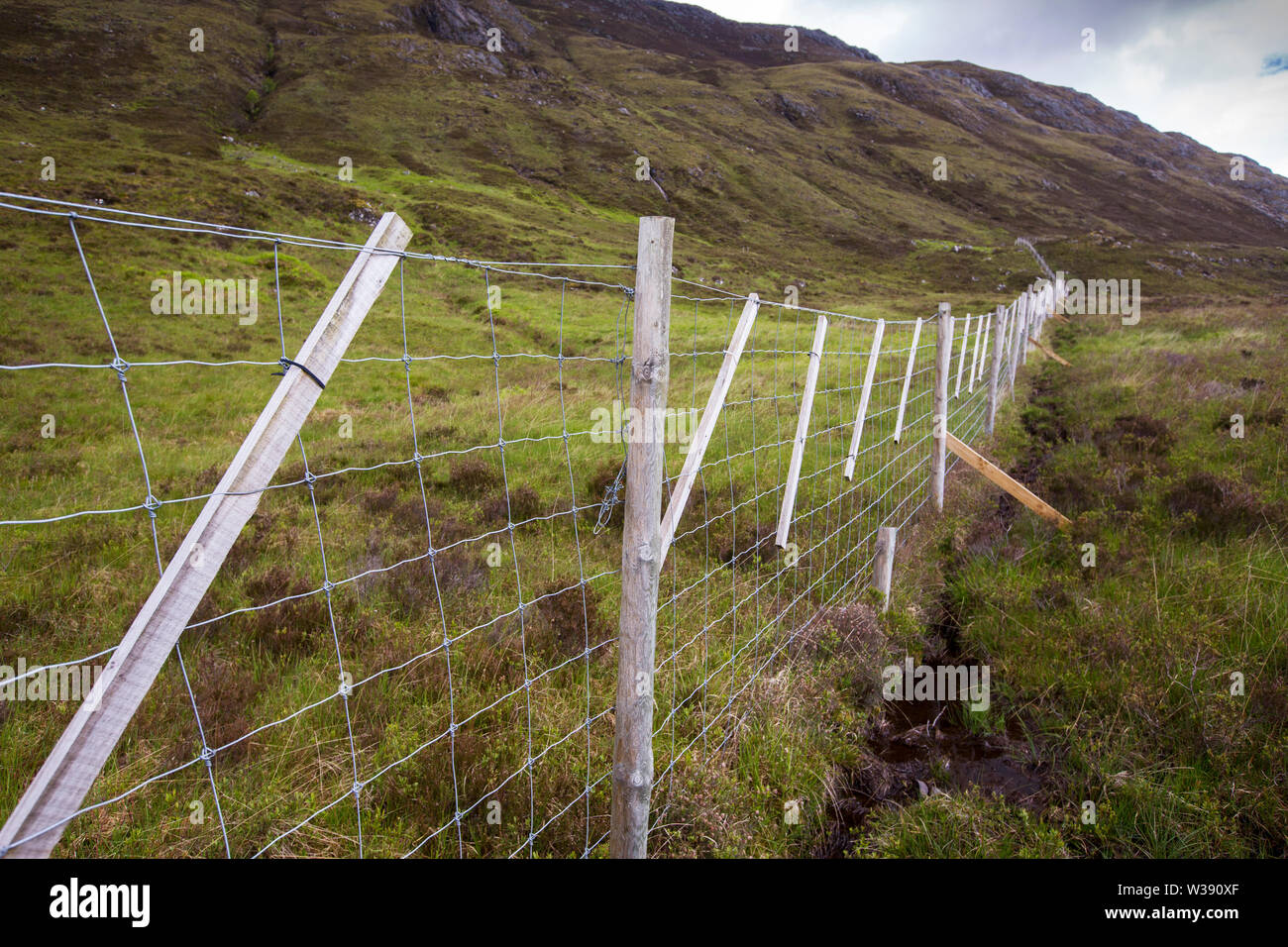 A deer fence in Glen Affric erected in an attempt to restore the old Caledonian Pine Forest. Stock Photo