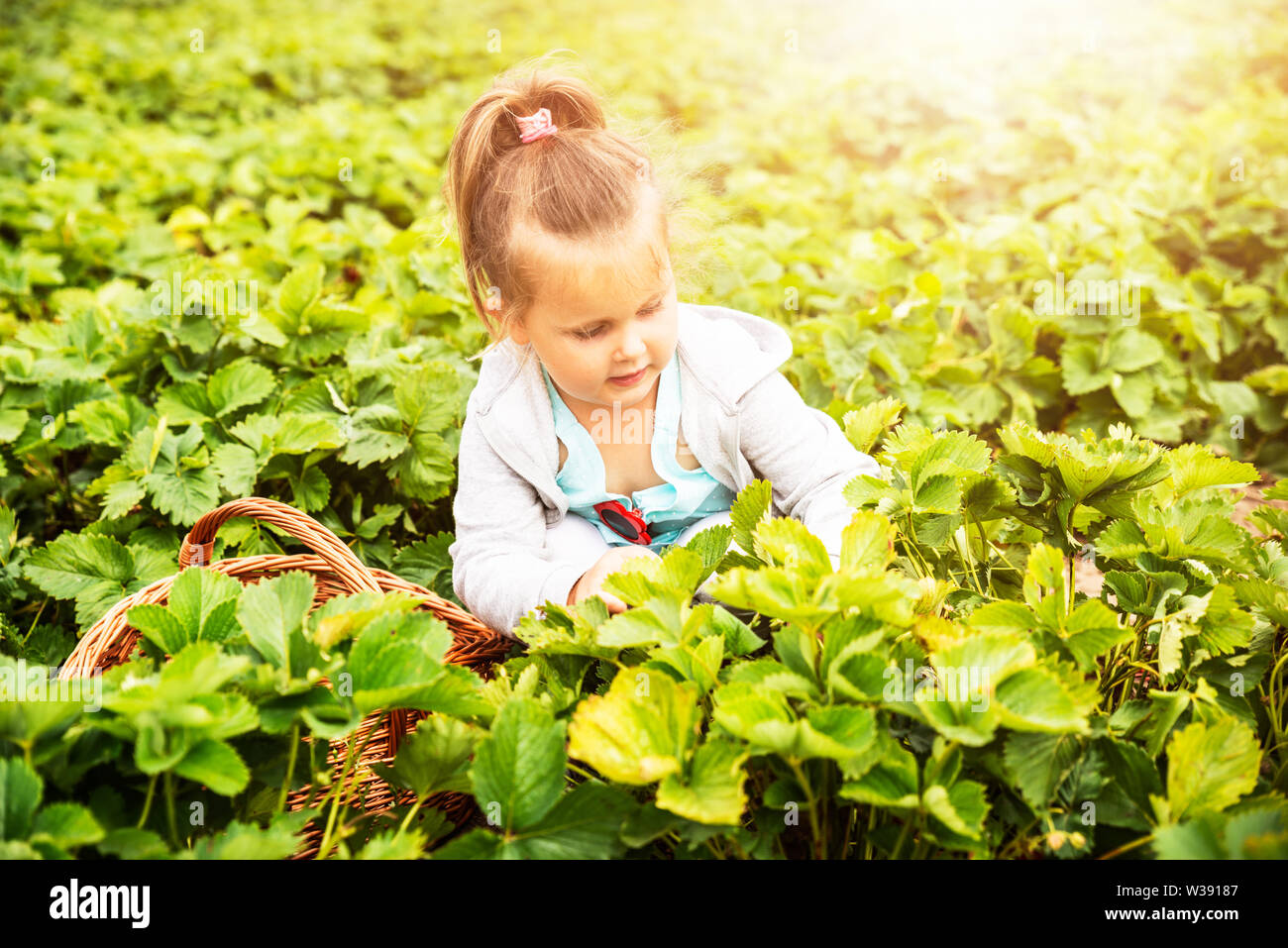 Cute Girl Picking Strawberries In The Garden Stock Photo - Alamy