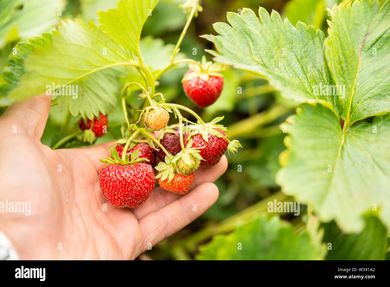 Child picking strawberries hi-res stock photography and images - Alamy