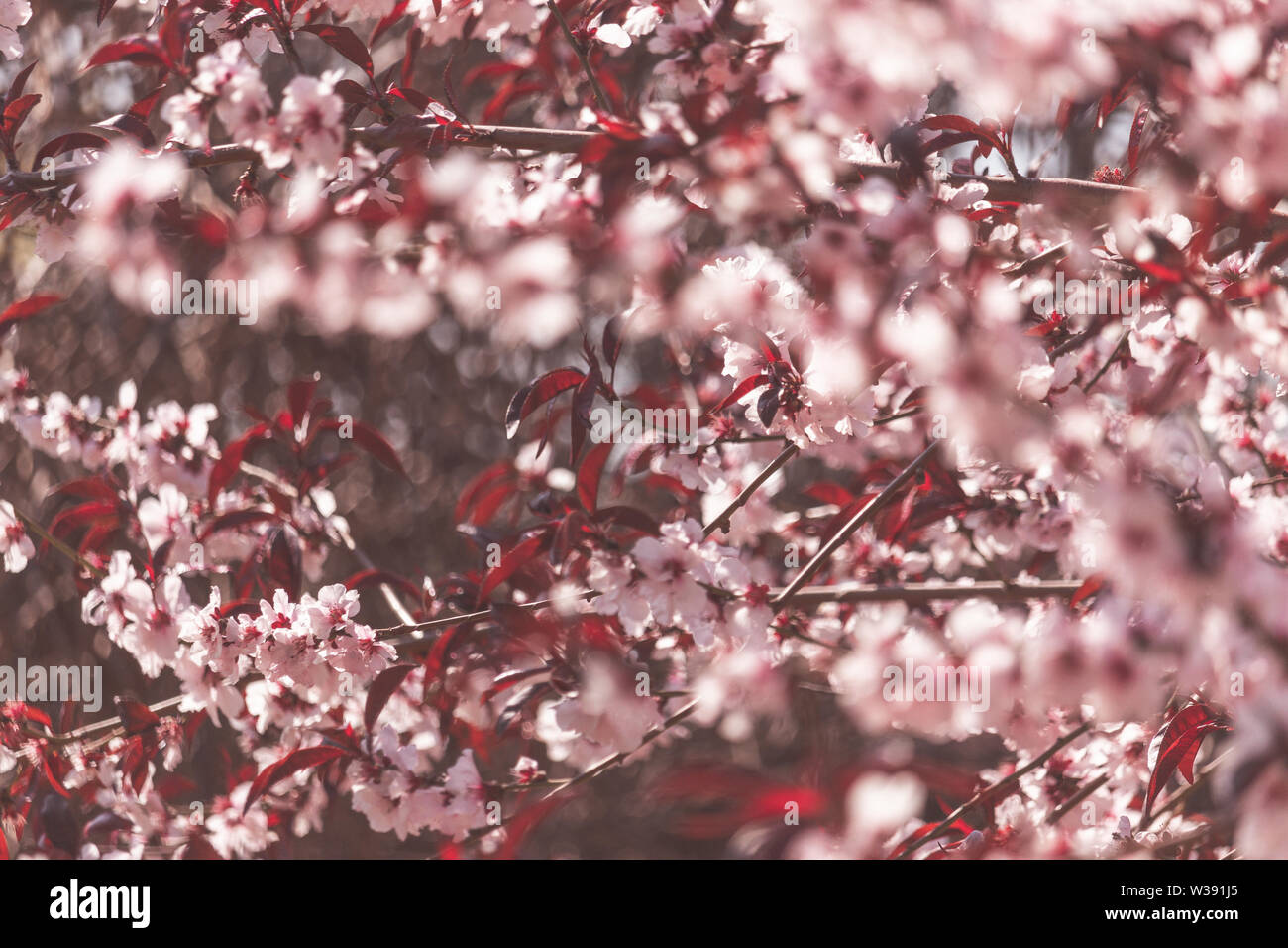 Cherry three blossom in the park Stock Photo