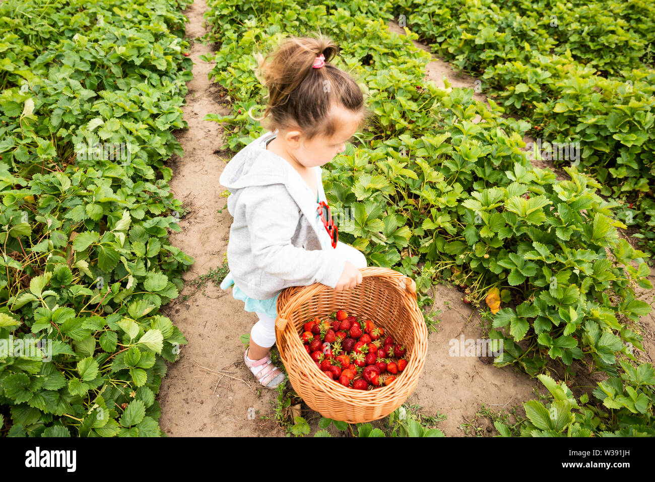Cute Girl Picking Strawberries In The Garden Stock Photo - Alamy