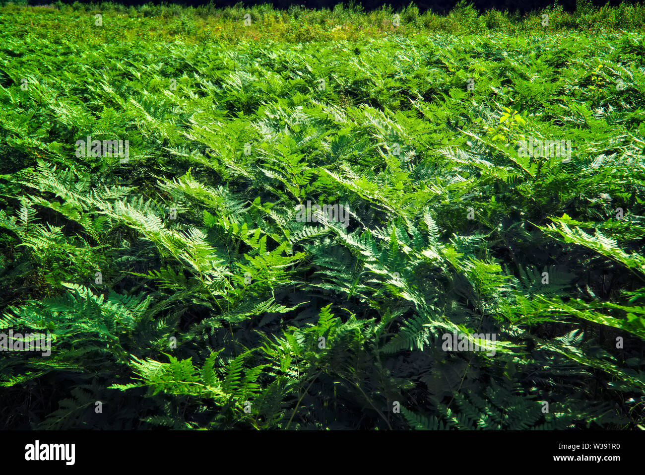 Fern thickets hi-res stock photography and images - Alamy