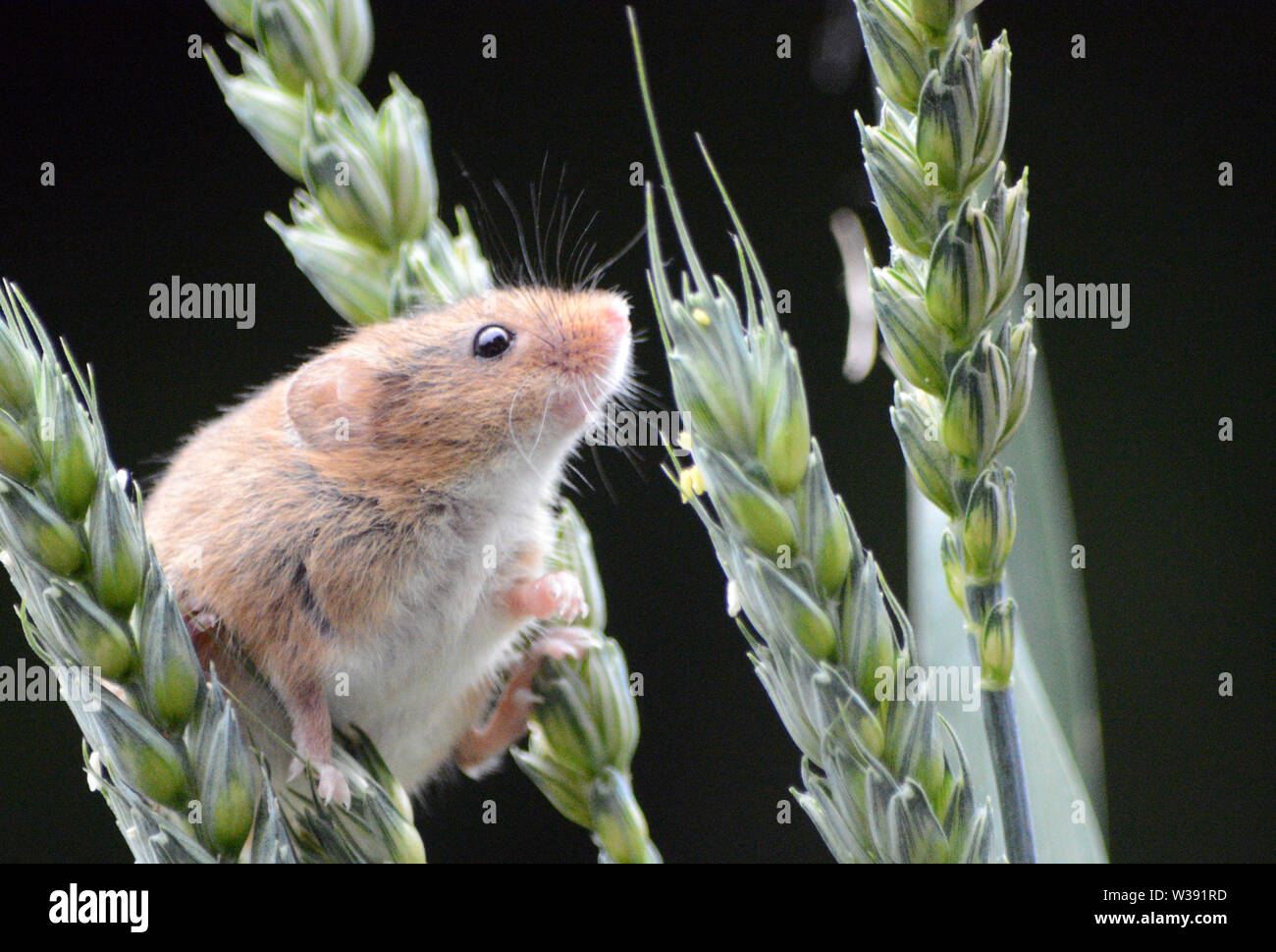 Eurasian Harvest Mouse (Micromys minutus) - looking through ears of wheat Stock Photo