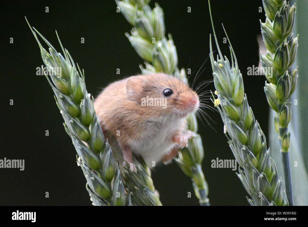 Eurasian Harvest Mouse (Micromys minutus) - looking through ears of wheat Stock Photo