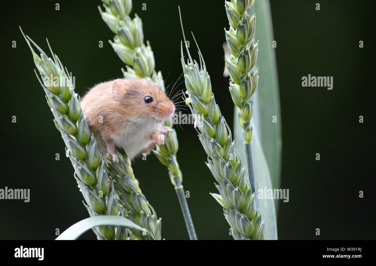 Eurasian Harvest Mouse (Micromys minutus) - looking through ears of wheat Stock Photo