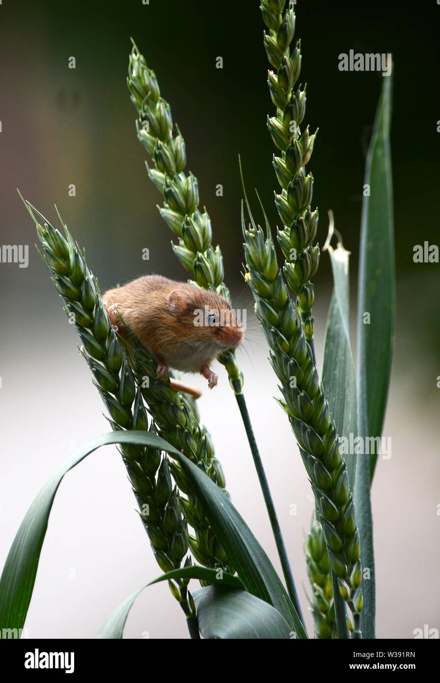 Eurasian Harvest Mouse (Micromys minutus) - looking through ears of wheat Stock Photo