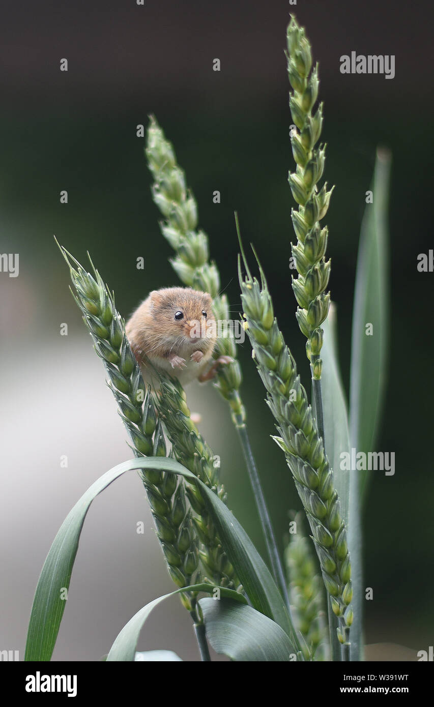 Eurasian Harvest Mouse (Micromys minutus) - looking through ears of wheat Stock Photo