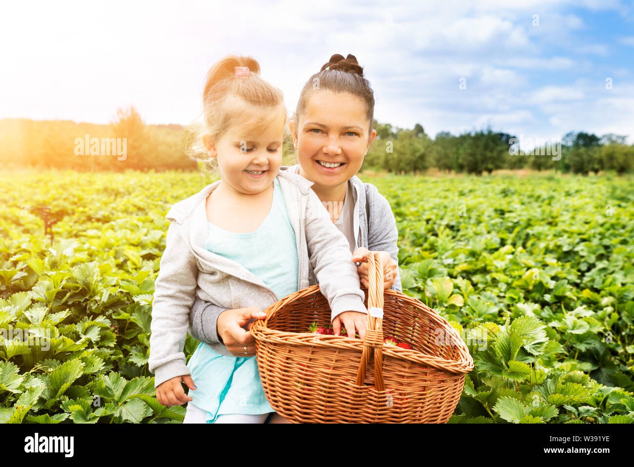 Girl Picking Strawberries Together With Her Mother In The Garden Stock ...