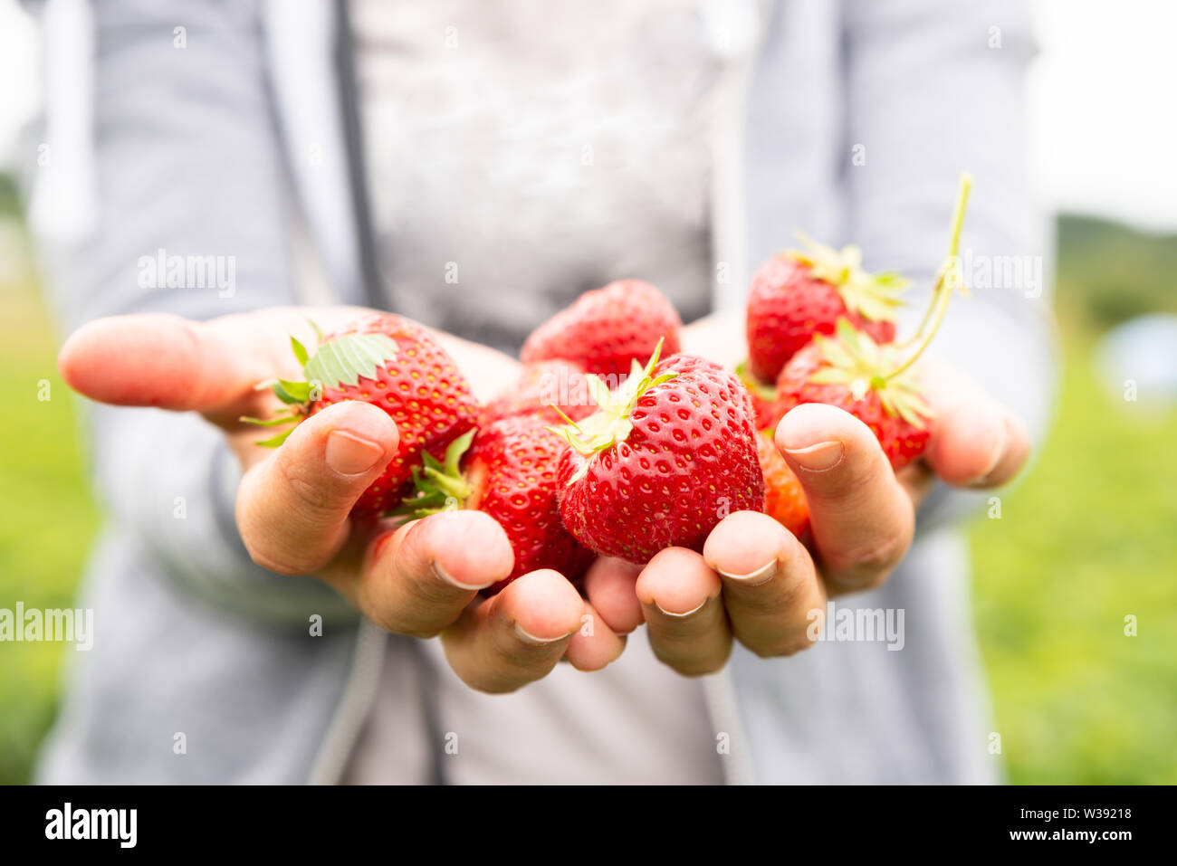 Picking strawberries hi-res stock photography and images - Alamy