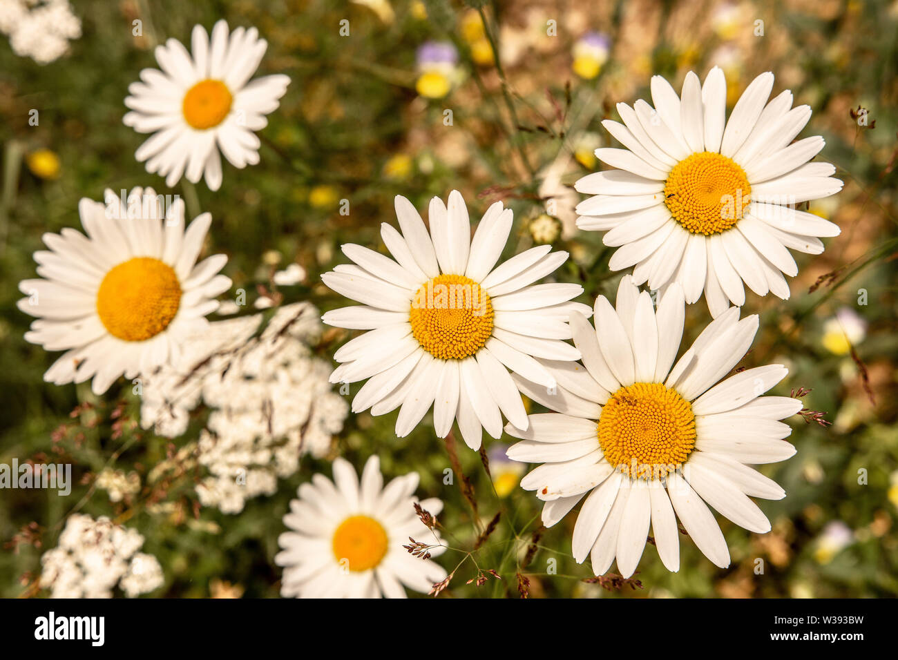 White Oxeye Daisy Flowers on Green Meadow Field. Nature and Gardening Concept. Stock Photo