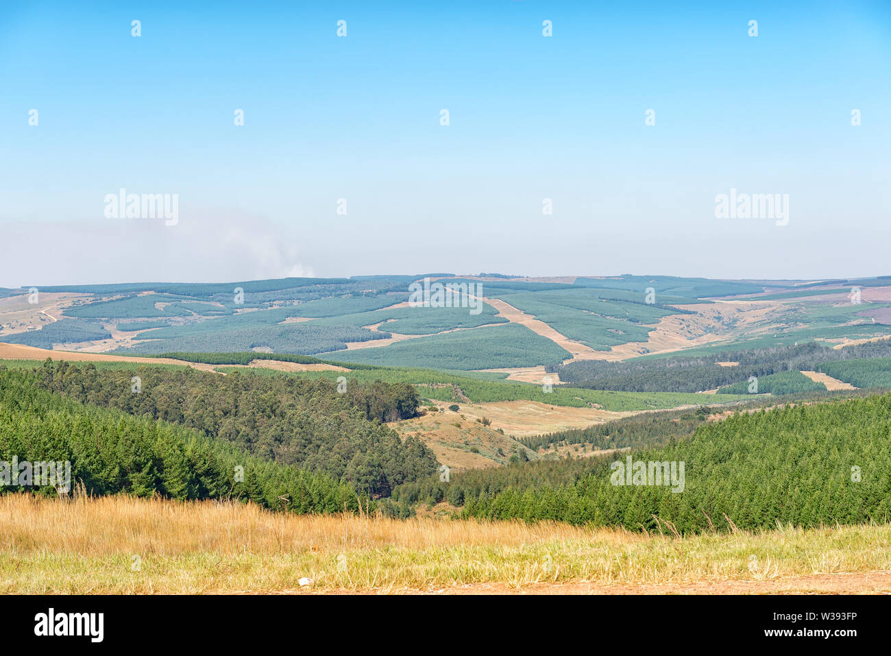Pine and eucalyptus tree plantation between Carolina and Badplaas in