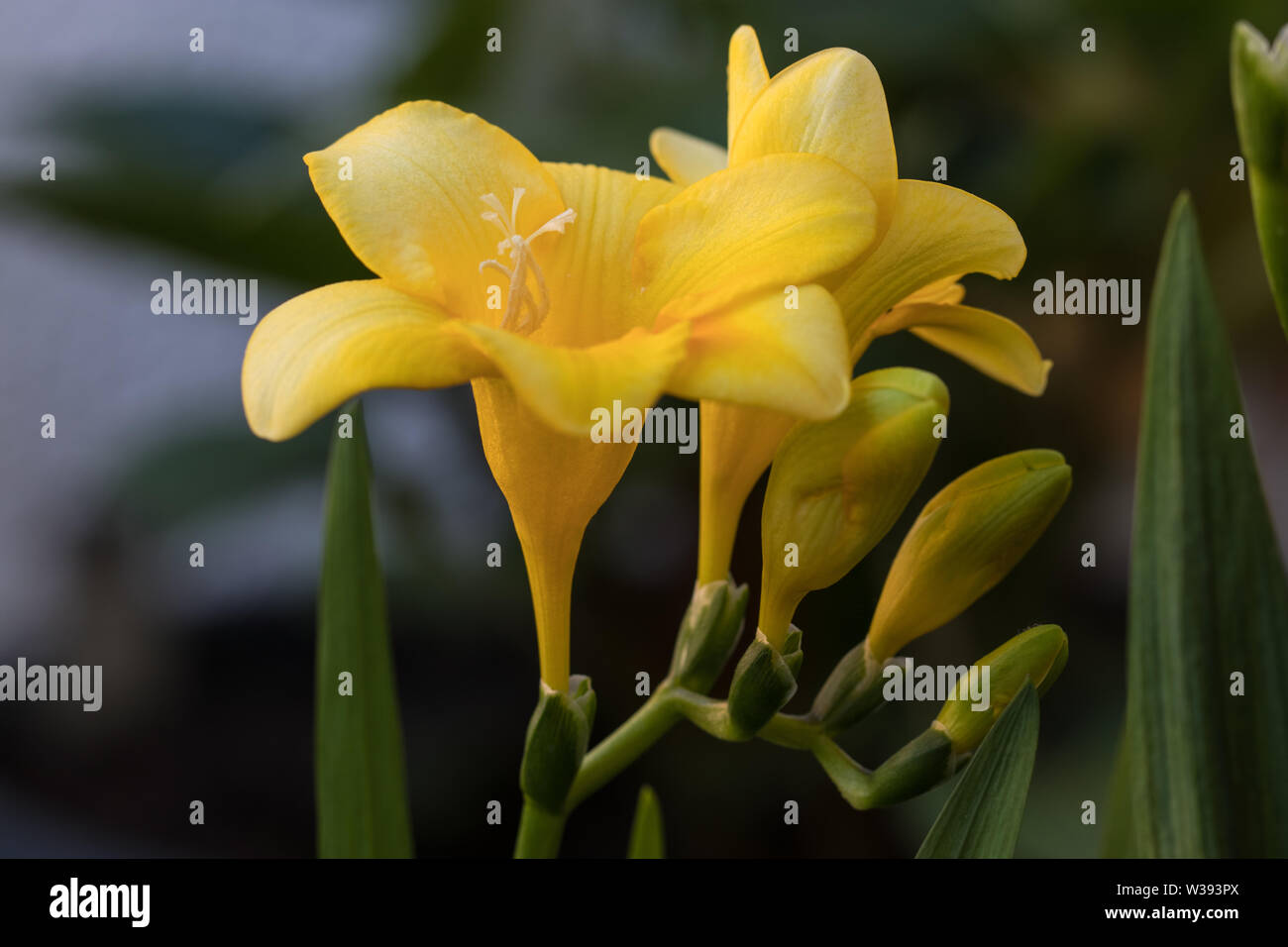 Close-up of yellow freesia flowers. Dark green background, natural light. Stock Photo