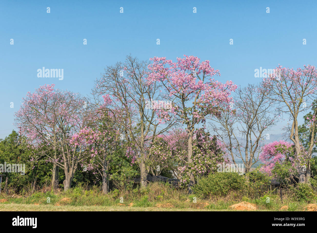 Brazilian floss silk trees, or kapok trees, Ceiba speciosa, flowering