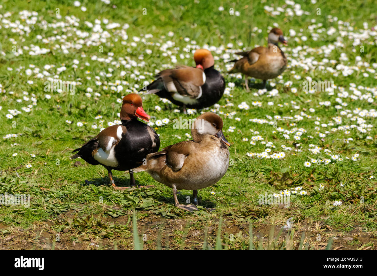 Two males and two females of the red-crested pochard Stock Photo