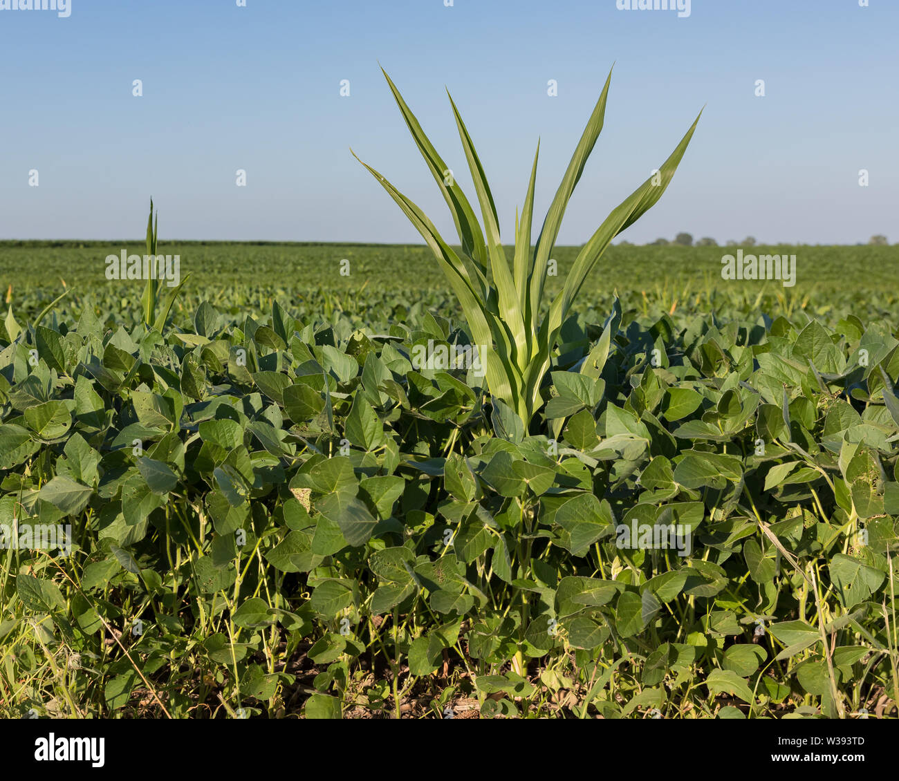 Volunteer corn growing in soybean farm field Stock Photo Alamy