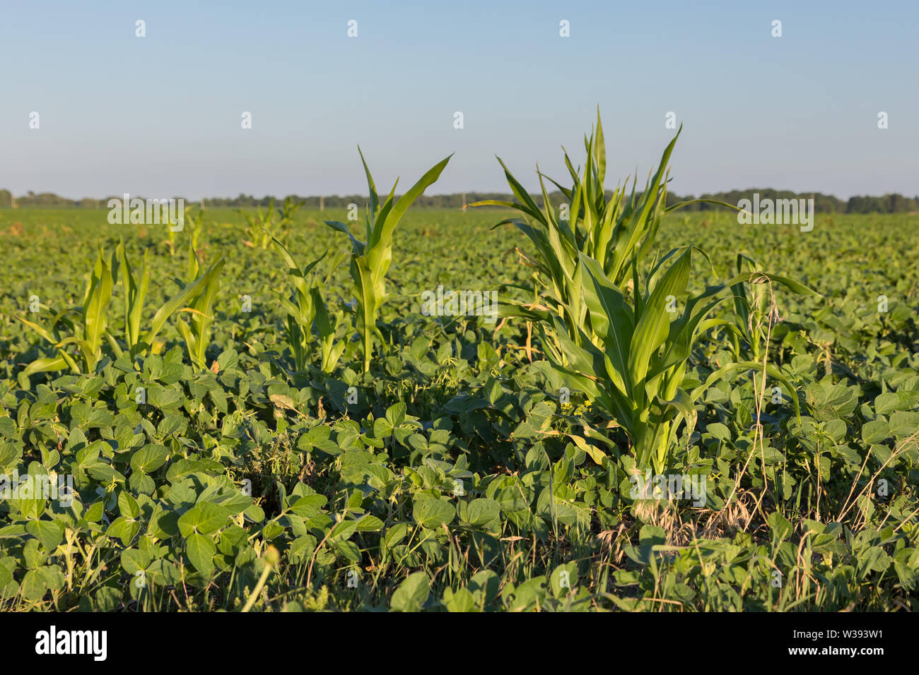 Soybean field weed hires stock photography and images Alamy