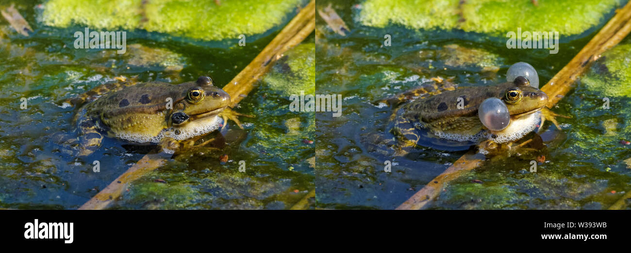 Composite image of pool frog with deflated and inflated vocal sacs Stock Photo
