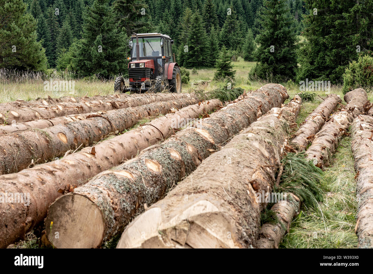 Red Tractor Pulling Tree Logs for Timber Industry. Felling of the Green Forest. Stock Photo
