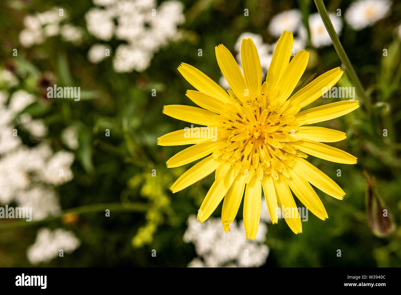 Wild Yellow Flower Hieracium Hairy Hawkweed on Green Meadow Stock Photo