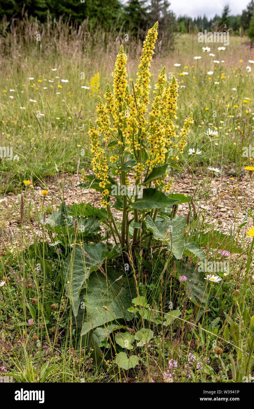 Black Mullein Verbascum Nigrum Yellow Candle Flower on Green Meadow Stock Photo