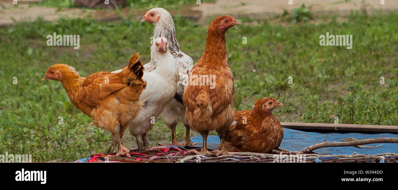 Free range chickens roam the yard on a small farm Stock Photo Alamy