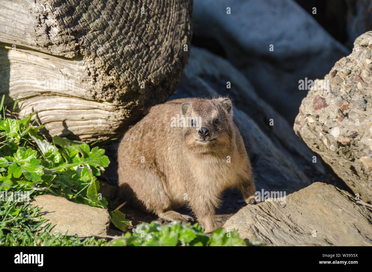 Cape hyrax (Procavia capensis) or dassie, having incomplete thermoregulation warms up on the rock in the Tsitsikamma National Park in South Africa Stock Photo