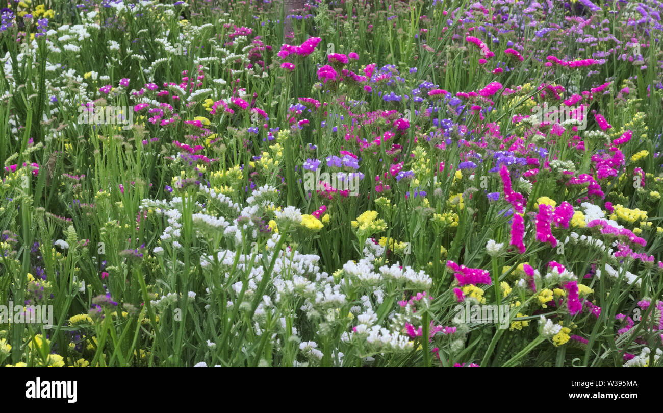 Colorful field of various flowers with soft focus Stock Photo - Alamy