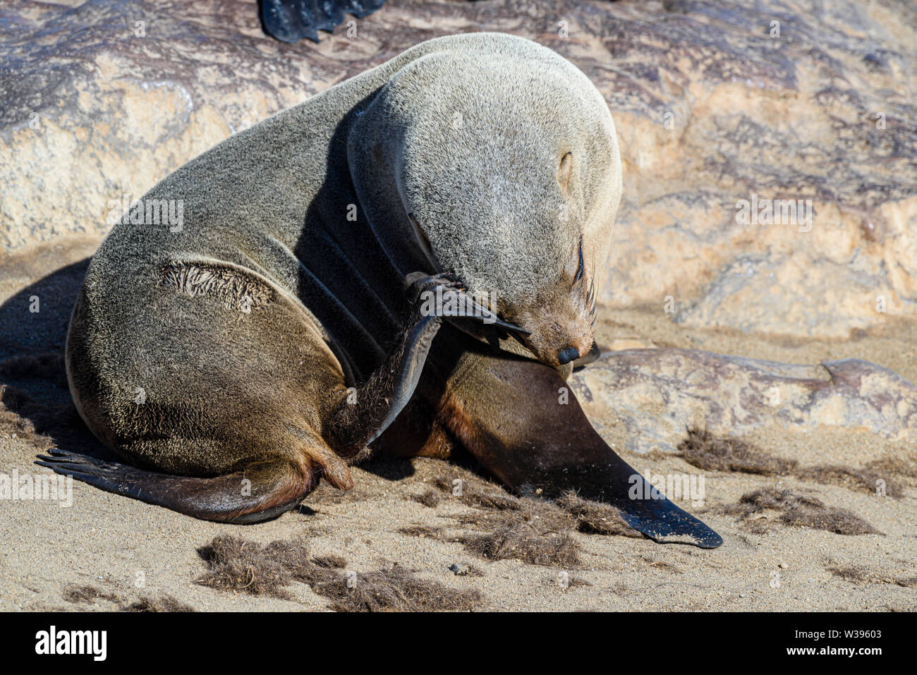 Young female Cape Fur Sea scratches herself with her hind flipper.  Cape Cross, Namibia Stock Photo