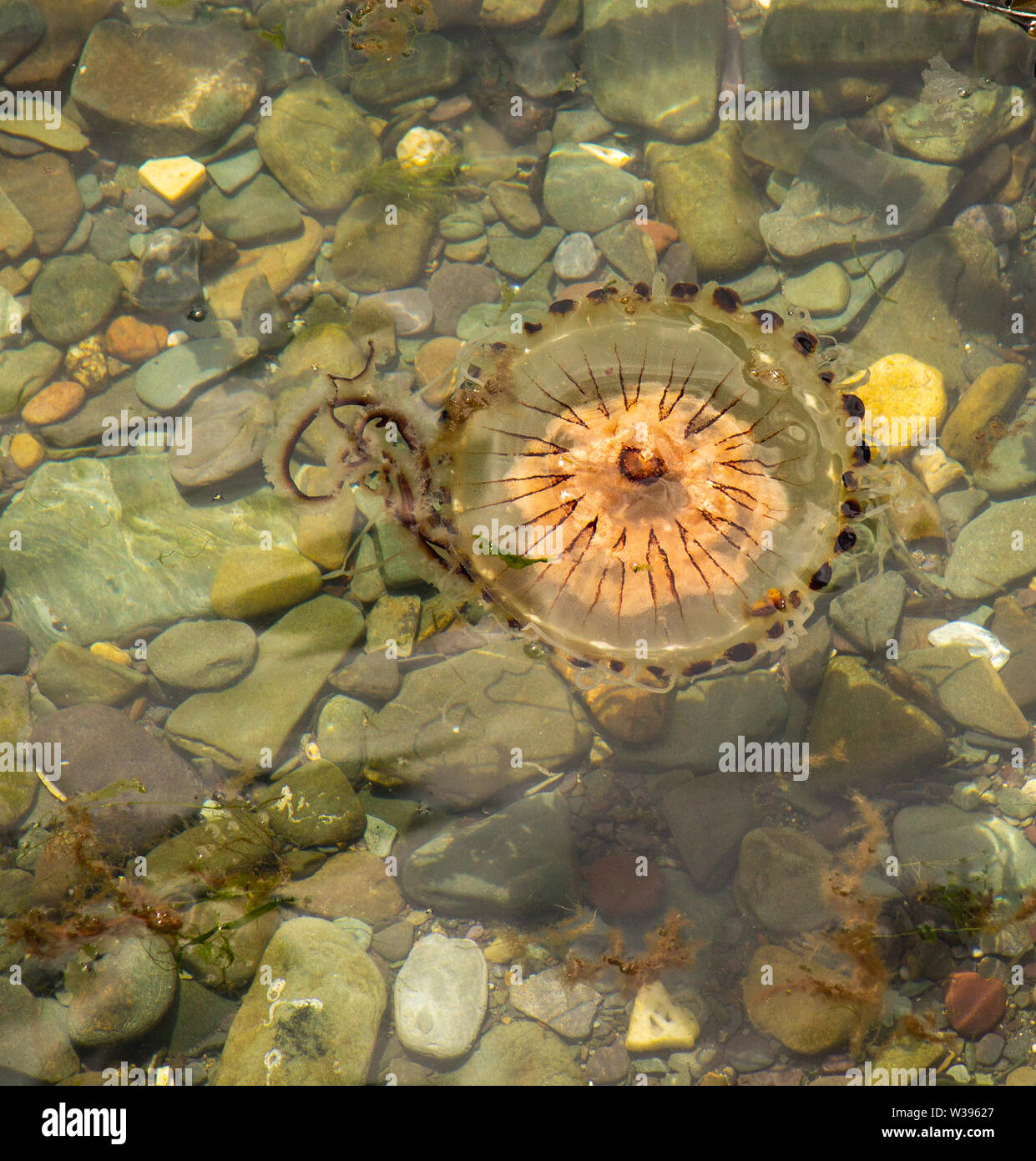 Compass Jellyfish. Chrysaora hysoscella in shallow water Stock Photo