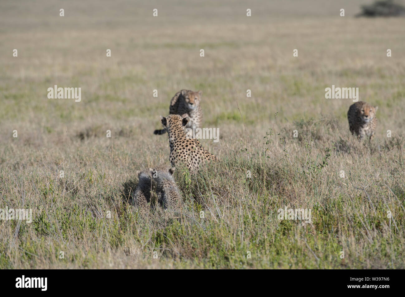 Cheetah cub running hi-res stock photography and images - Alamy