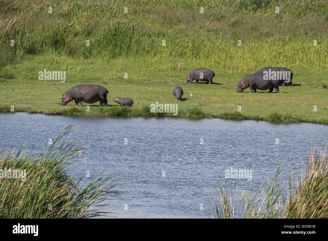 Hippos out of water, Ngorongoro Crater, Tanzania Stock Photo