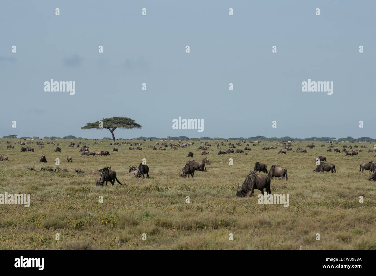 Serengeti wildebeest migration Stock Photo
