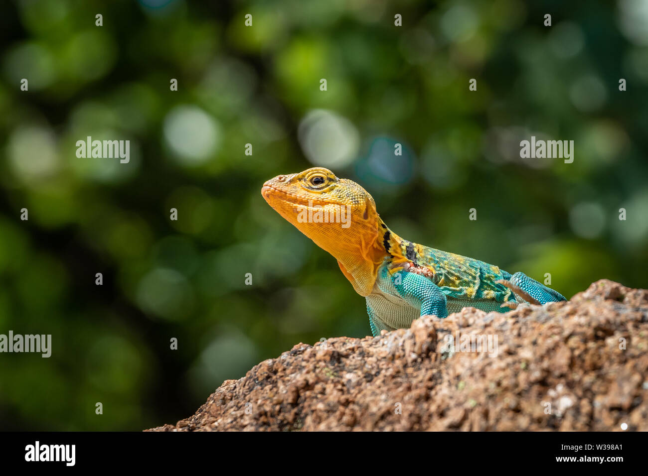 A colorful male Collared Lizard (Crotaphytus collaris) or Mountain