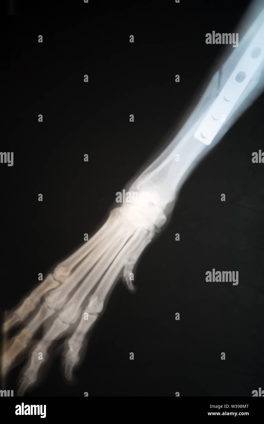 X-ray of dog's paw fracture. Radiograph of the broken paw of a dog . Stock Photo