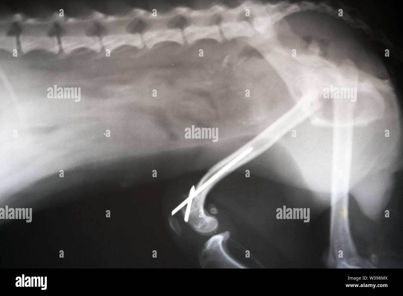 X-ray film of dog lateral view. Veterinary medicine, veterinary anatomy Concept . Stock Photo