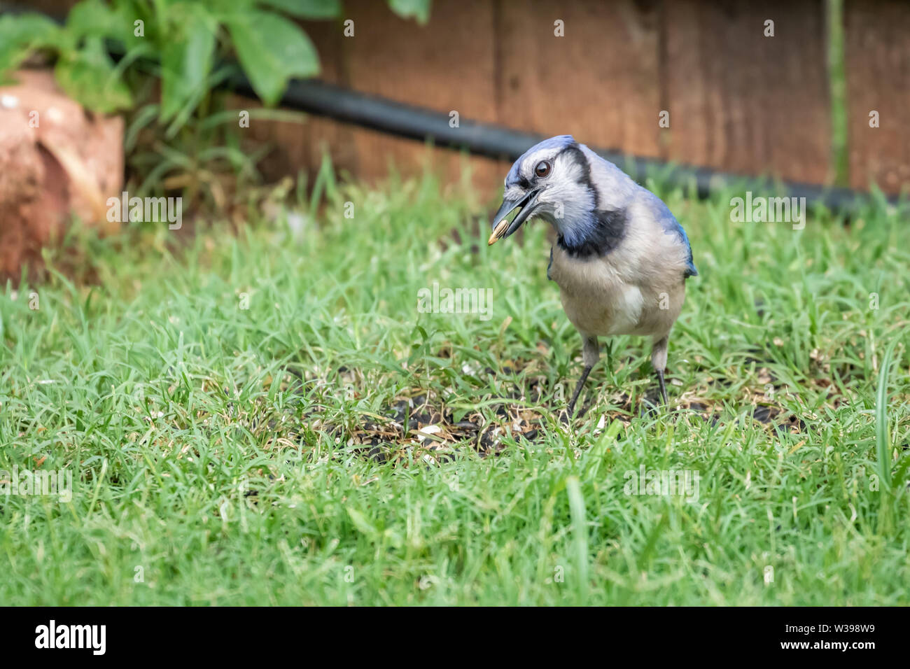 Bluejay (Cyanocitta cristata) feeding on the ground Stock Photo