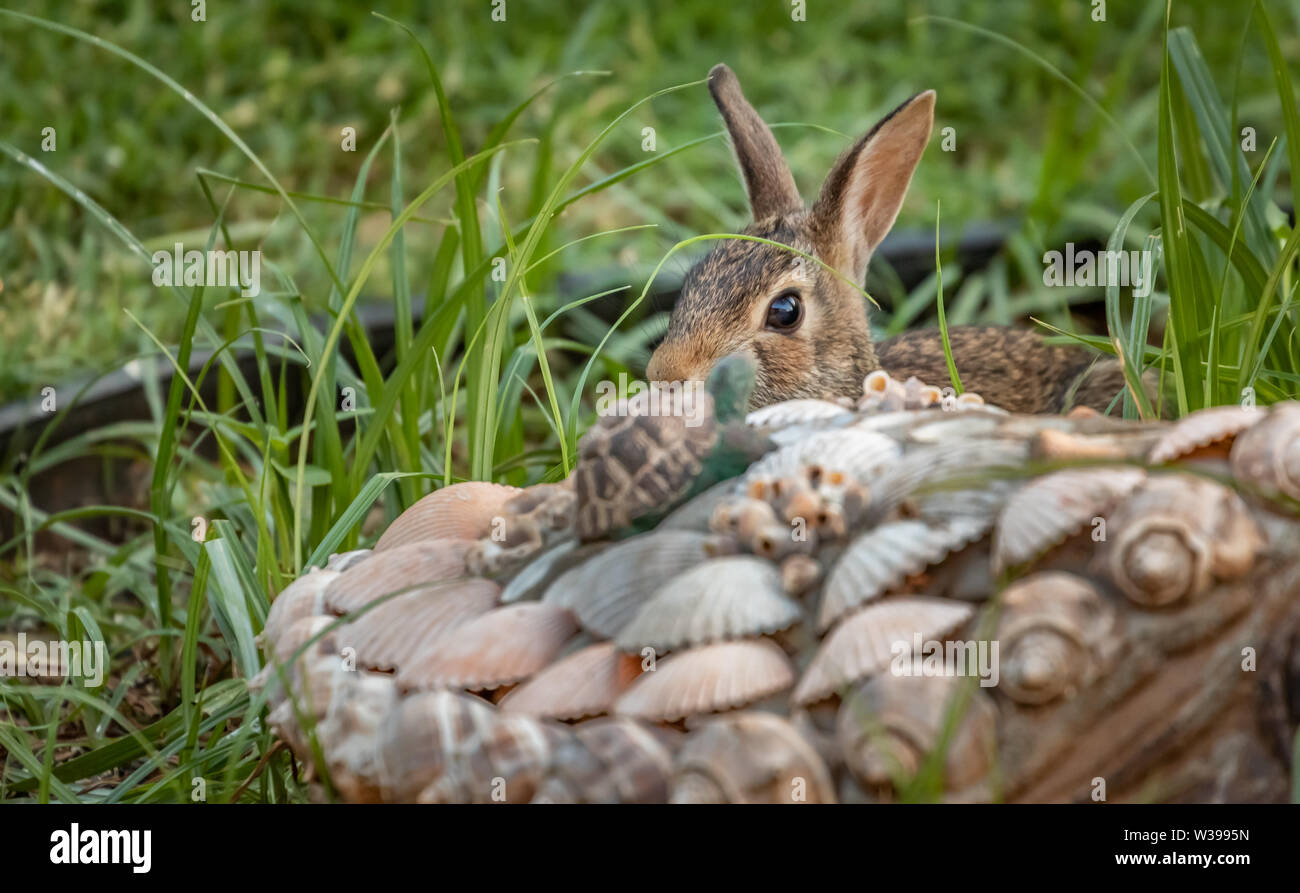 A Cottontail rabbit in a backyard garden Stock Photo