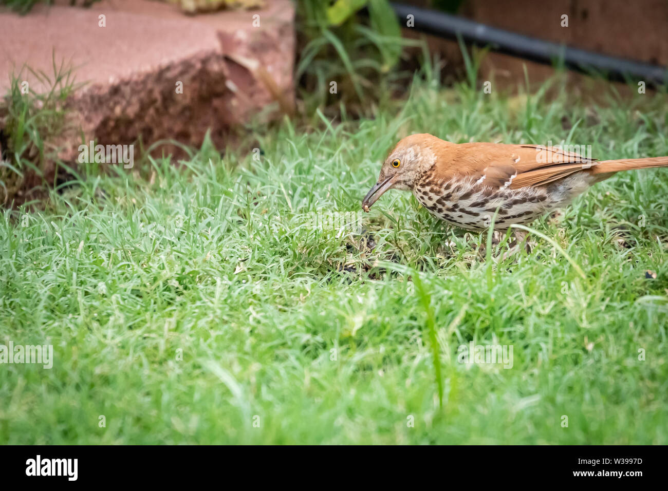 Brown Thrasher (Toxostoma rufum Stock Photo Alamy